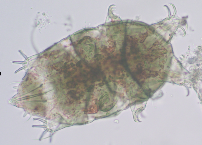 Echiniscus tadigrade typically found associated with Algae in mosses (which we assume it eats)